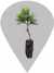 Live Trees/Nursery Map Pin