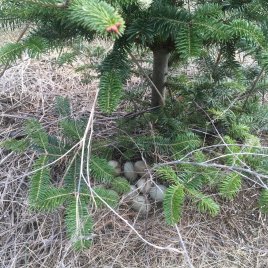 Wild pheasant eggs under a Christmas tree