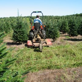 This Christmas tree farmer mows with a small tractor and large mower.