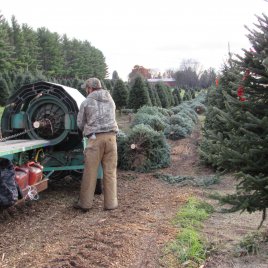 During harvest, Christmas trees are baled to protect the branches during shipments, and to conserve moisture in the tree.