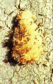 Gypsy moth egg mass