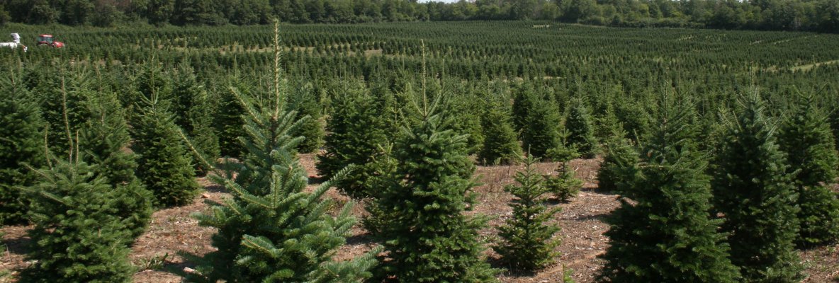 Tractor working in Fraser fir field.