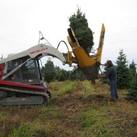 The tree is dug with a spade and will be balled and burlapped.