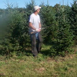 Many growers use long knives for shearing Christmas trees.