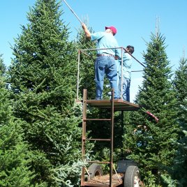 Shearing large trees requires a long reach shears and a scaffold.