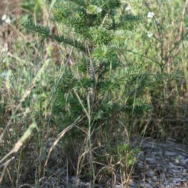 Young Christmas trees are mulched at the base to preserve moisture and help with weed control.