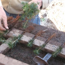 These young seedlings are being planted in a "transplant bed" for a couple of years to give them time to grow.