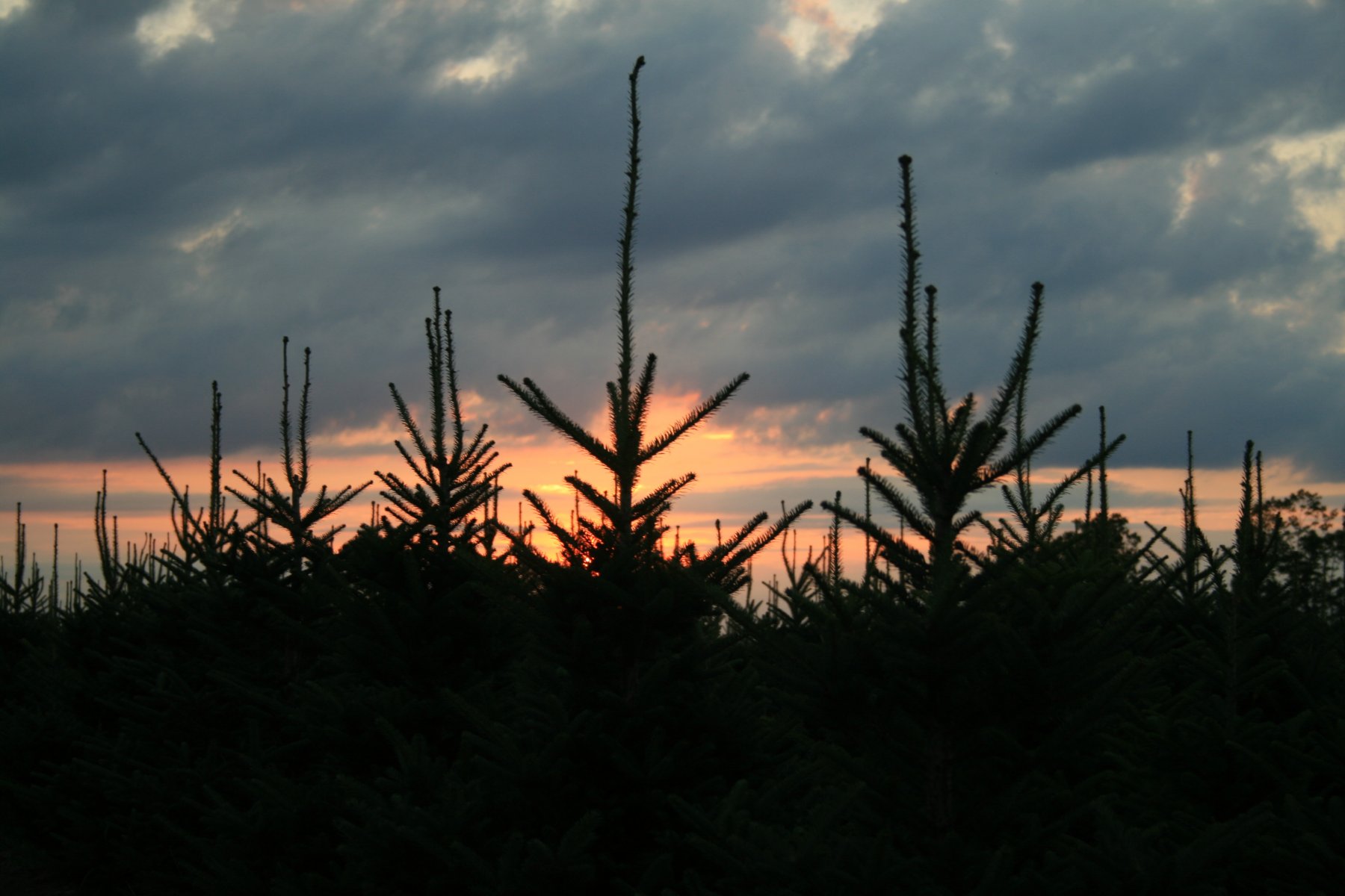 Christmas Tree Types & Descriptions Wisconsin Christmas Tree