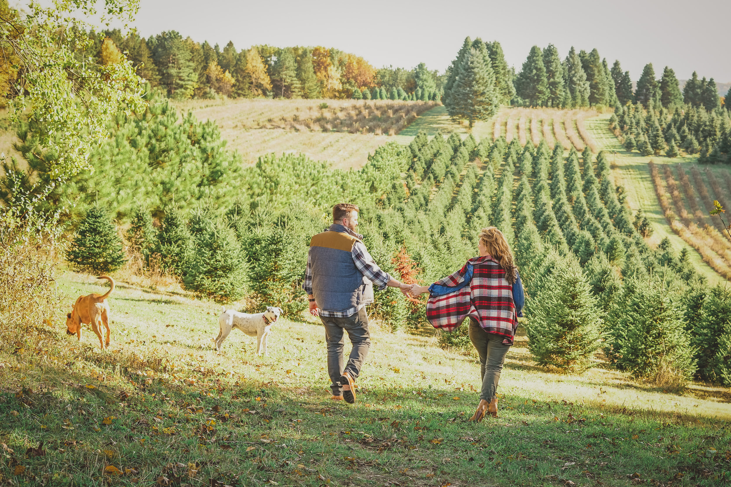 Wisconsin Christmas Tree Producers Association, WCTPA, Christmas tree growers & supplies